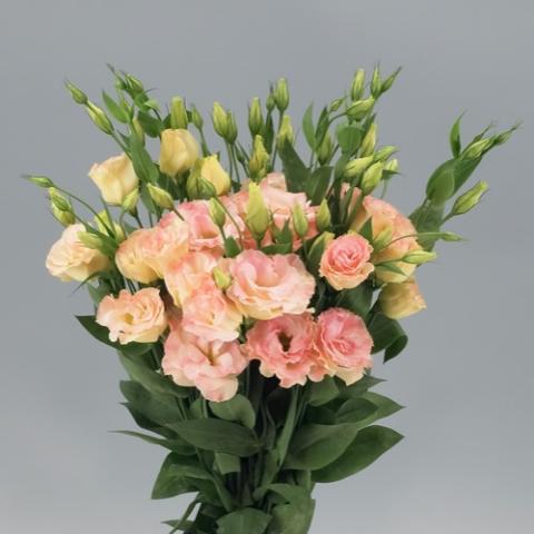 Lisianthus Super Magic Champagne, light pink to cream double flowers