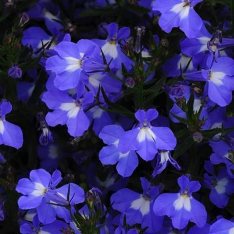 Lobelia Early Spring Sky Blue, blue tri-lipped flowers with a white center