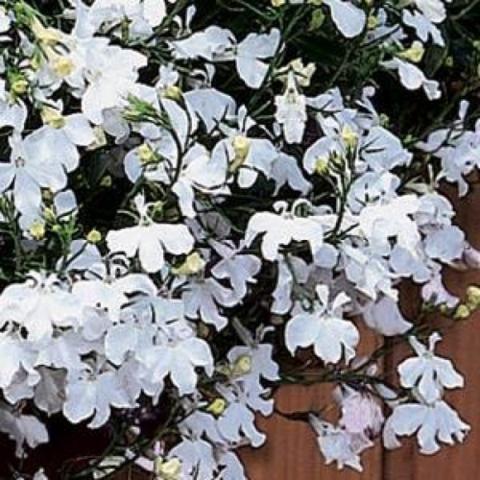 Lobelia 'Regatta White'