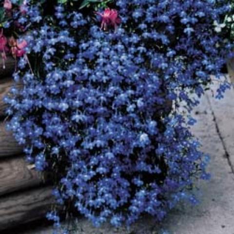 Lobelia 'Regatta Marine Blue'