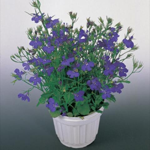 Lobelia 'Riviera Marine Blue'