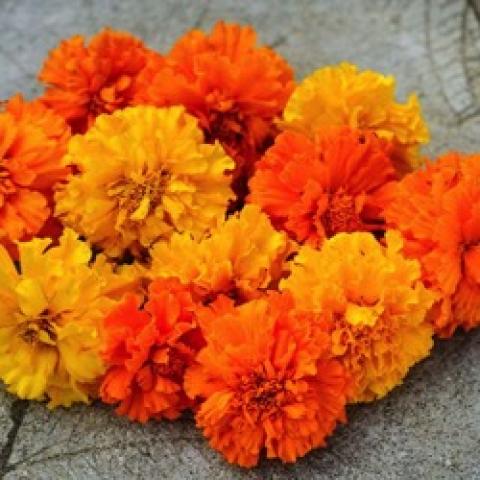 Crackerjack Mix marigolds, orange and gold double flowers