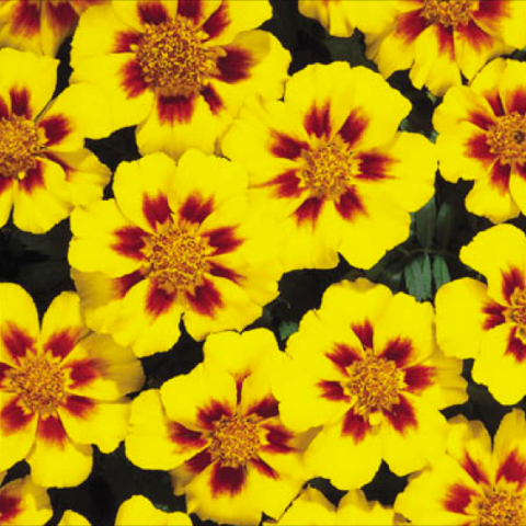 Tagetes 'Disco Marietta', yellow with dark red centers