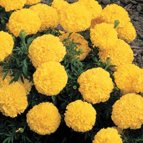 Tagetes 'Inca Yellow', gold very double marigolds