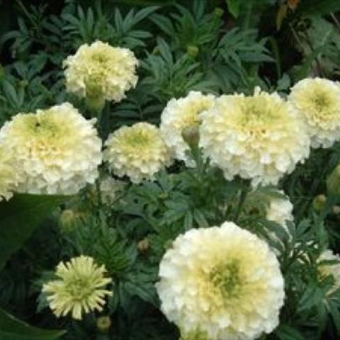 Marigold 'Sweet Cream', yellow almost white double marigolds