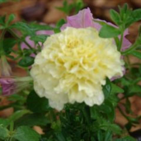 Marigold 'Vanilla', double whitish-yellow marigold