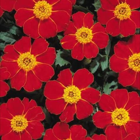 Marigold Disco Red