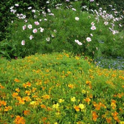 Signet Marigold Tangerine Gem