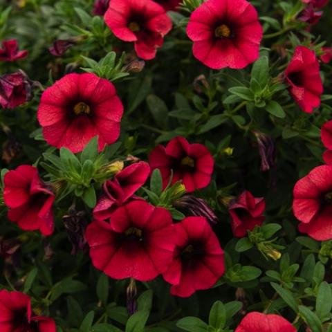 Calibrachoa Bloomtastic Chili Pepper, red petunia-like flowers with dark eyes