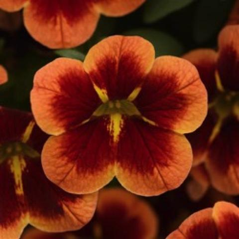 Calibrachoa Bumblebee Orange, lighter orange edge and large very dark orange center