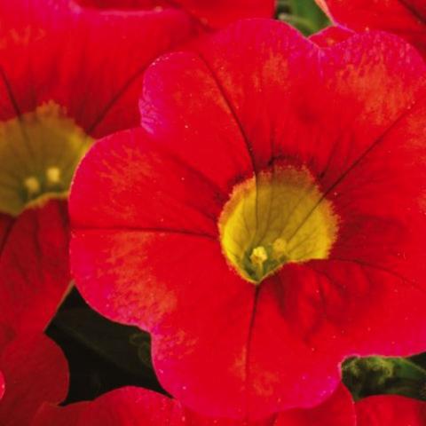 Calibrachoa Calitastic Blood Orange, red petunia-like flower with a yellow eye