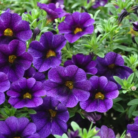 Calibrachoa Cruze Control Dark Blue, purple petunia-like flowers with darker eye zone and yellow eye