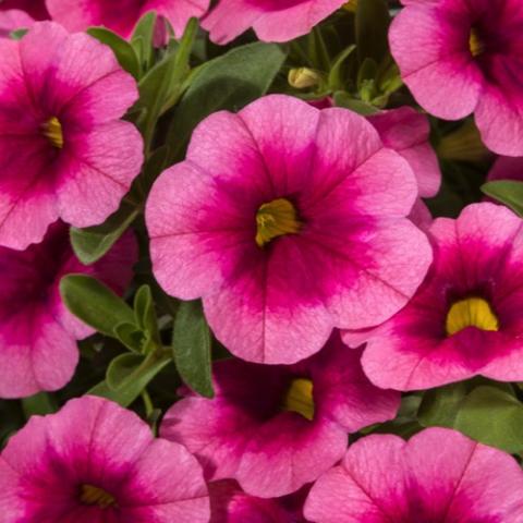 Calibrachoa Cruze Control Pink Delicious, pink petunia-like flowers with darker pink eye zone and yellow eye
