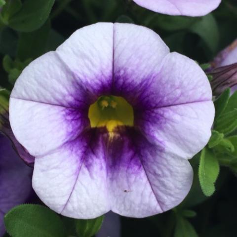 Calibrachoa Eyeconic Purple, white petunia-like flower with purple eye zone and yellow throat