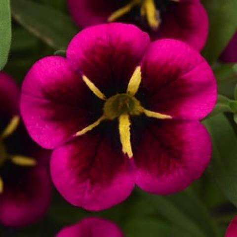 Calibrachoa Goodnight Kiss, dark center with yellow marks, glowing magenta petal edges