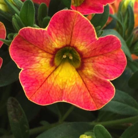 Calibrachoa Rainbow Tiger Tail, pinkish orange flower with gold eye