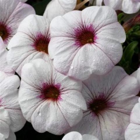 Calibrachoa Snowberry White, white with purple eye