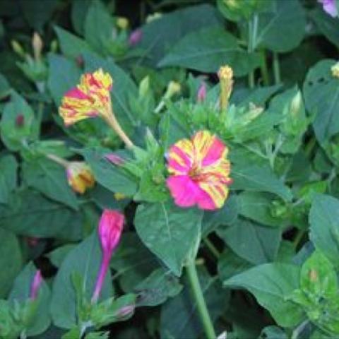 Mirabilis 'Harlequin', pink and yellow stripy flowers