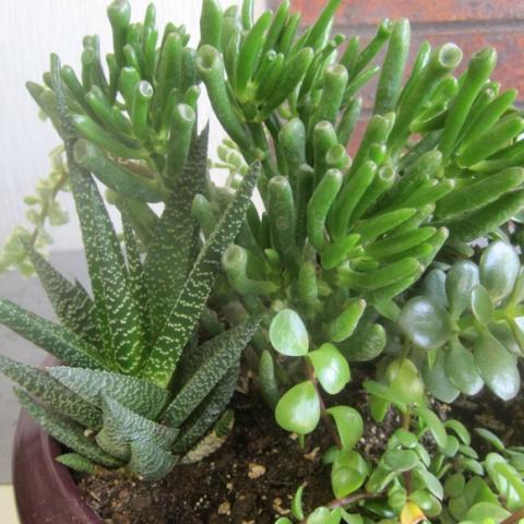 Mixed succulents