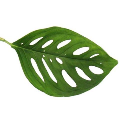 Monstera leaf, showing the hole shape