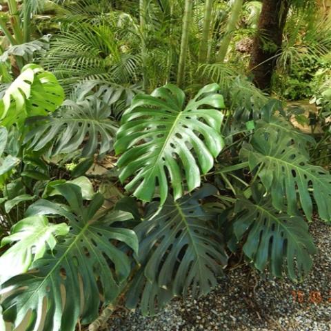 Monstera deliciosa in the wild, wide green leaves with slashes through the leaves