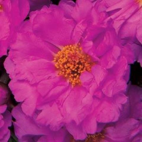 Portulaca Margarita Rosita, bright pink blooms