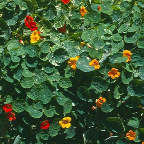 Nasturtium Alaska, yellow and orange and red flowers