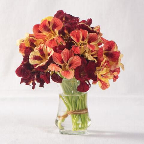 Nasturtium Bloody Mary Mix, flowers in reds to cream and orange