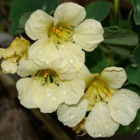 Nasturtium 'Milk Maid', pale yellow flowers