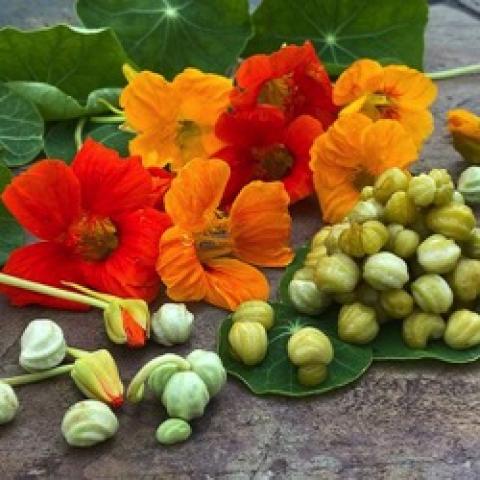 Nasturtium Tall Trailing Mix, orange to gold flowers