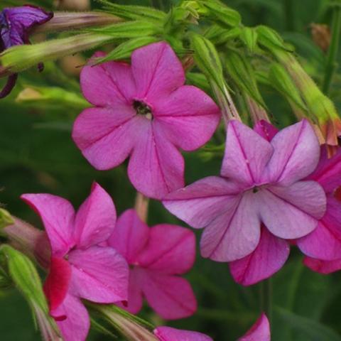 Nicotiana Cranberry Isle, pink flat-faced flowers