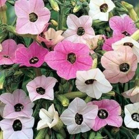 Nicotiana mutibilis, winsome white to pink flowers