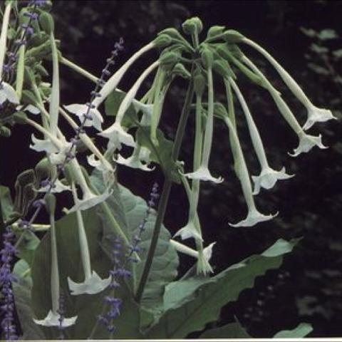 Nicotiana sylvestris, white pendant flowers