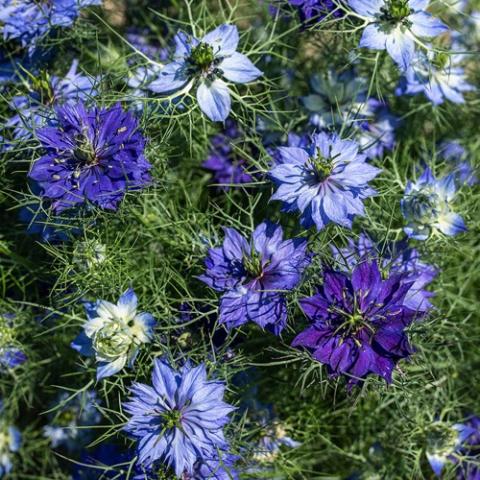 Nigella Moody Blues, white to light blue to blue-purple star-like flowers, fine green foliage