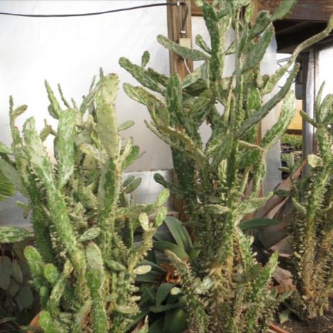 Variegated opuntia, very upright