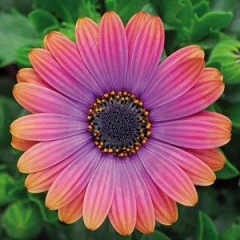 Osteospermum Zion Copper Amethyst, daisy with dark center, petals from orange to pink to blue-lavender