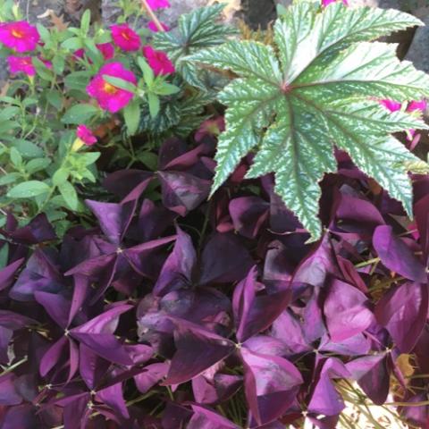 Oxalis 'Charmed Wine, dark purple leaves showing reddish cast in light