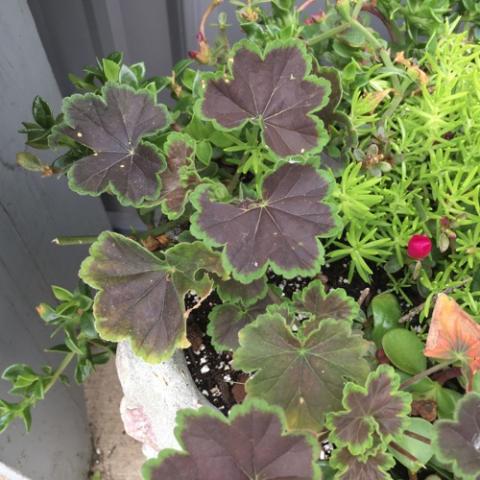 Geranium Brocade Cherry, dark red scalloped leaves with thin green border