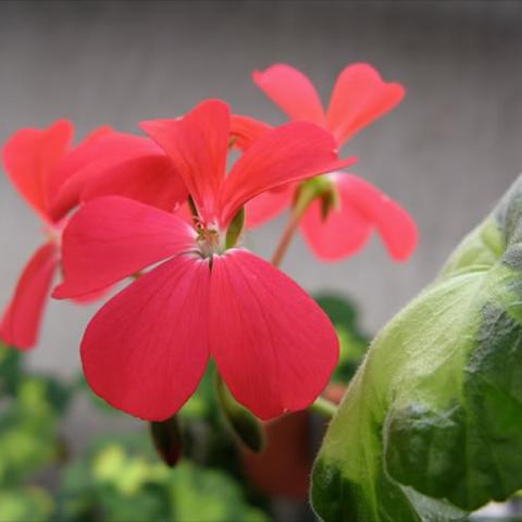 Pelargonium 'Happy Thoughts', red flower, green and white leaves