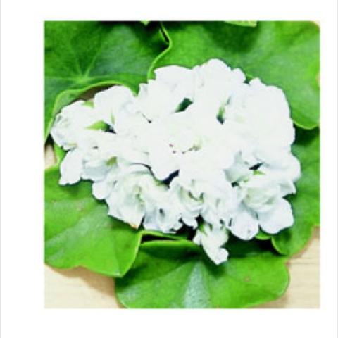 Pelargonium peltatum 'White', white blooms, green leaves