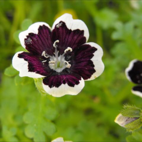 Nemphila 'Penny Black', black simple flower with white-edged petals