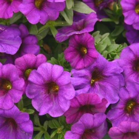 Supercal Blue, bright violet mini petunias