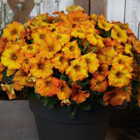 Petchoa Premium Sunset Orane, gold to orange petunias