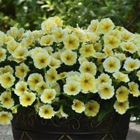 Petunia Bees Knees, light yellow flower massed