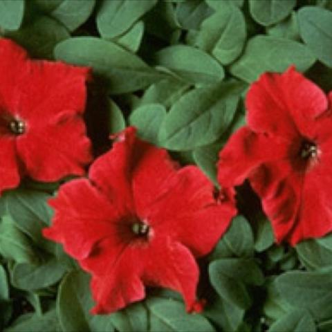 Petunia Dreams Red