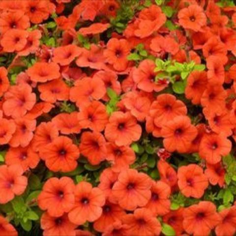 Petunia 'Hells Bells', bright orange petunias