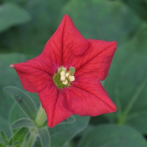 Petunia exserta, red singles