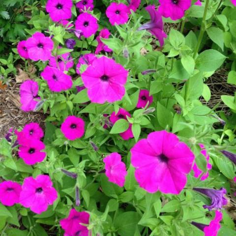 Petunia integrifolia, intense magenta flowers