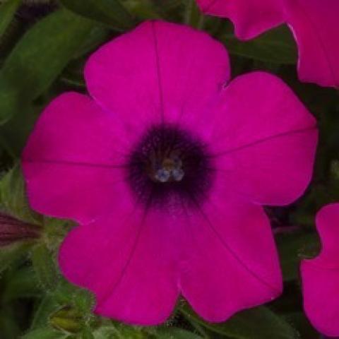 Petunia Itsy Magenta, magenta simple petunia flower