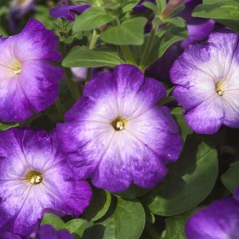 Petunia Merlin Morn Blue, purple petunias with white centers